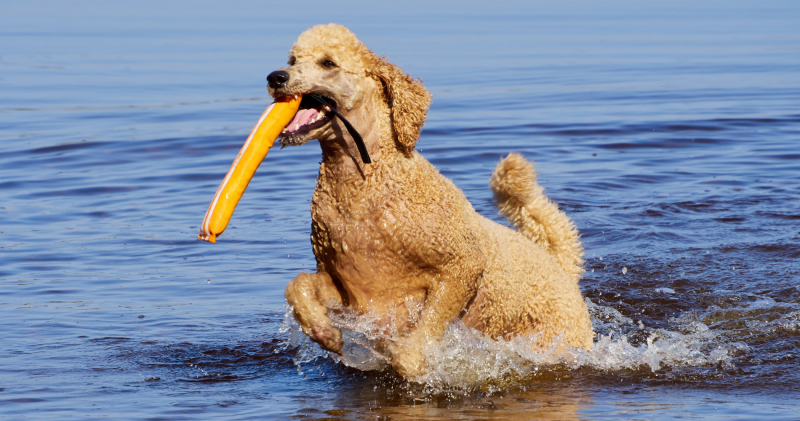 hond in water gooien