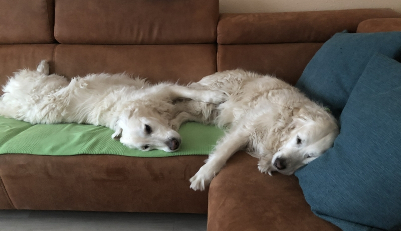 chalet honden toegestaan