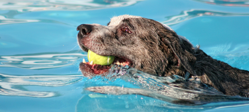 hond laten zwemmen