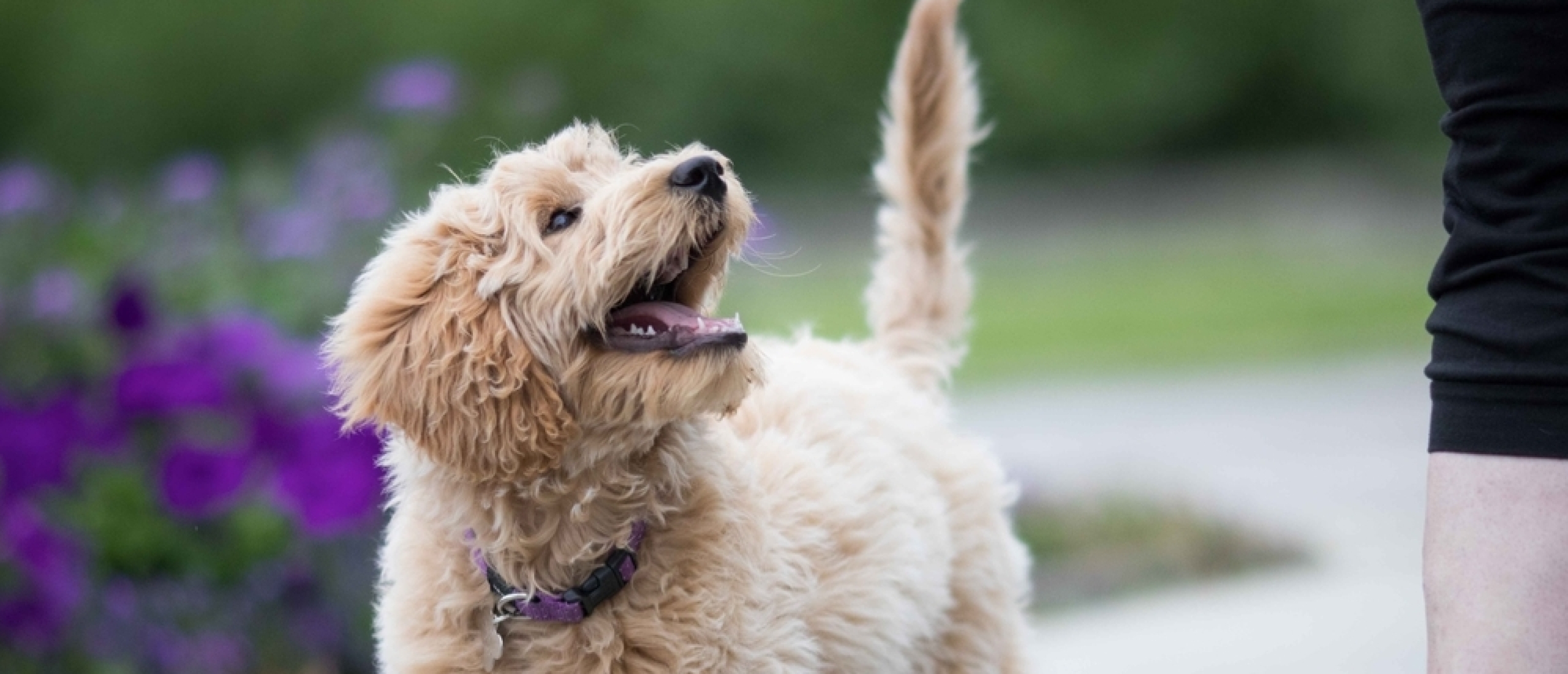 Wandelen met een puppy