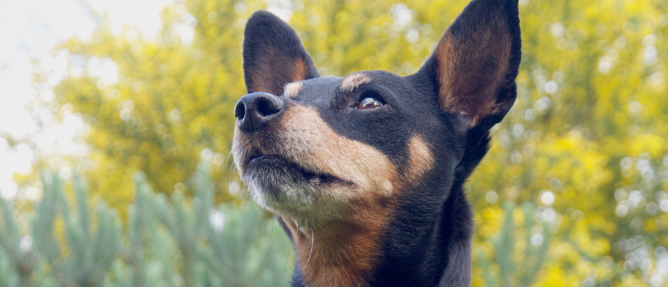Nee zeggen tegen mijn hond