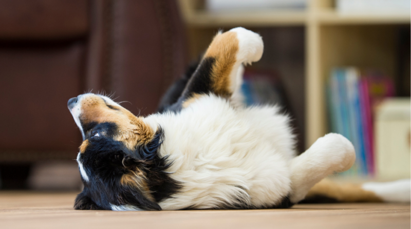 stapjes in dierenartstraining