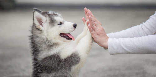 hond deel van gezin