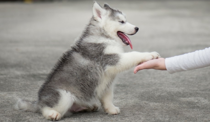 puppyschool