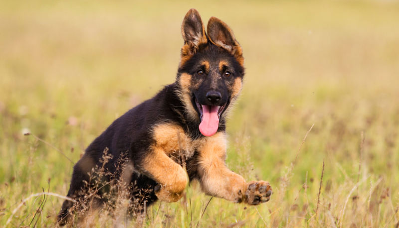 training with your puppy