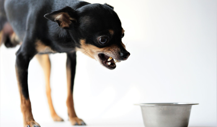 Mijn hond gromt tegen mij als ik iets wil afpakken...wat nu? | LOCA