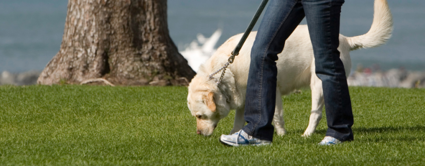 Een dikke hond.. is mijn hond te dik? En hoe help ik mijn hond af te