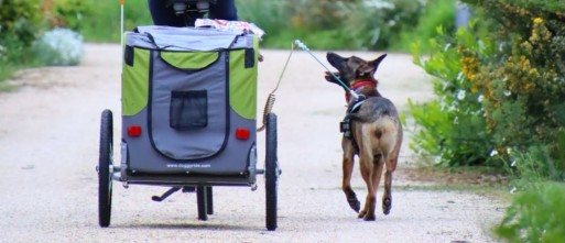 Fietsen met mijn hond, hoe pak ik dat aan?