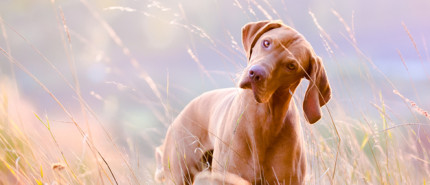 Teleurgesteld in mijn hond....