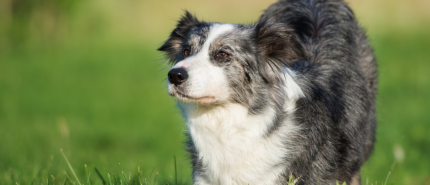 Wil jij een werkhond?