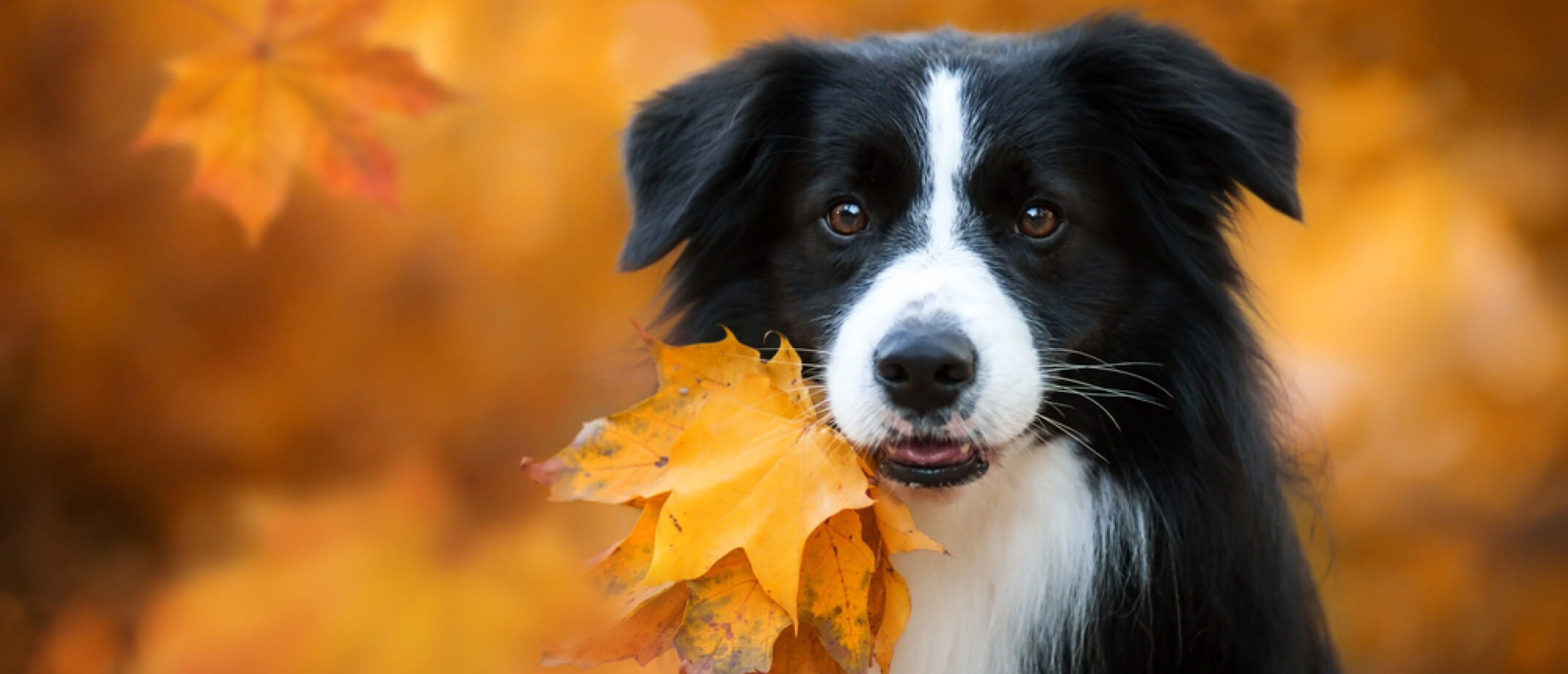 Mijn hond eet alles van de straat