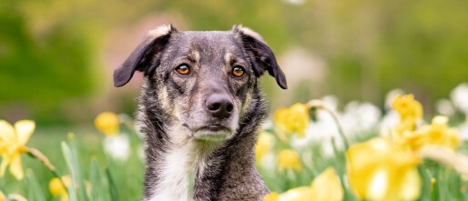 Je hond in de pubertijd