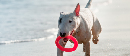 Hoe je hond is, ligt aan zijn baas