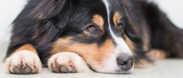 Je hond rustig houden na een operatie