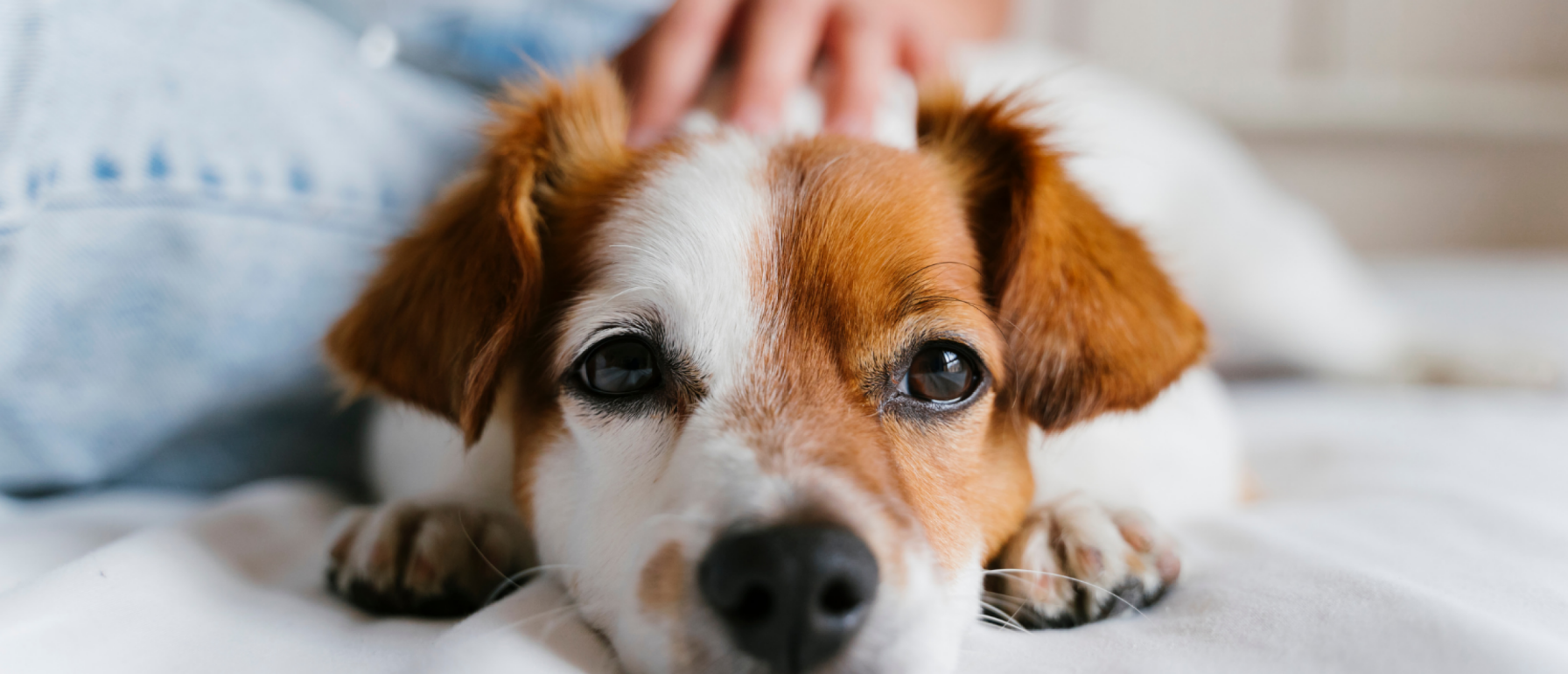 Mijn hond is gebeten door een andere hond