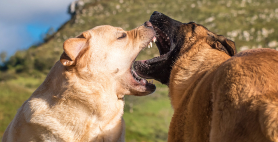 Mijn Hond Heeft Een Andere Hond Gebeten