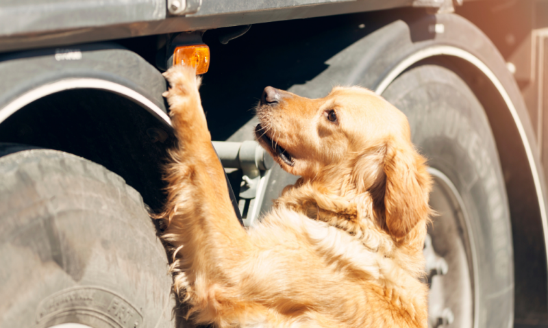 detectie beginnen met hond