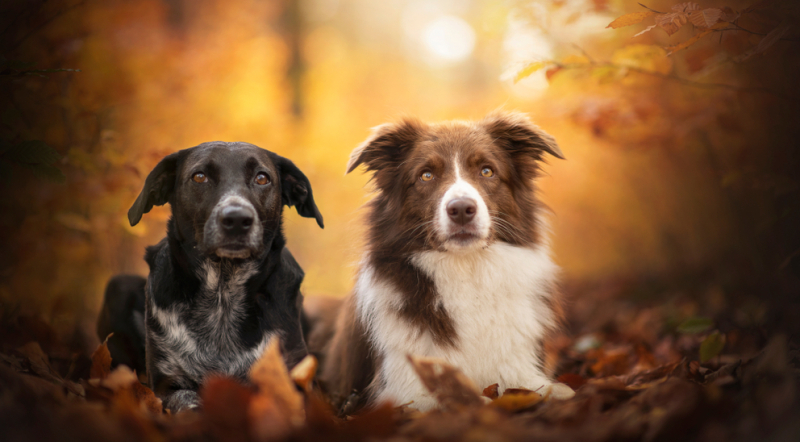 roedeltherapie voor honden