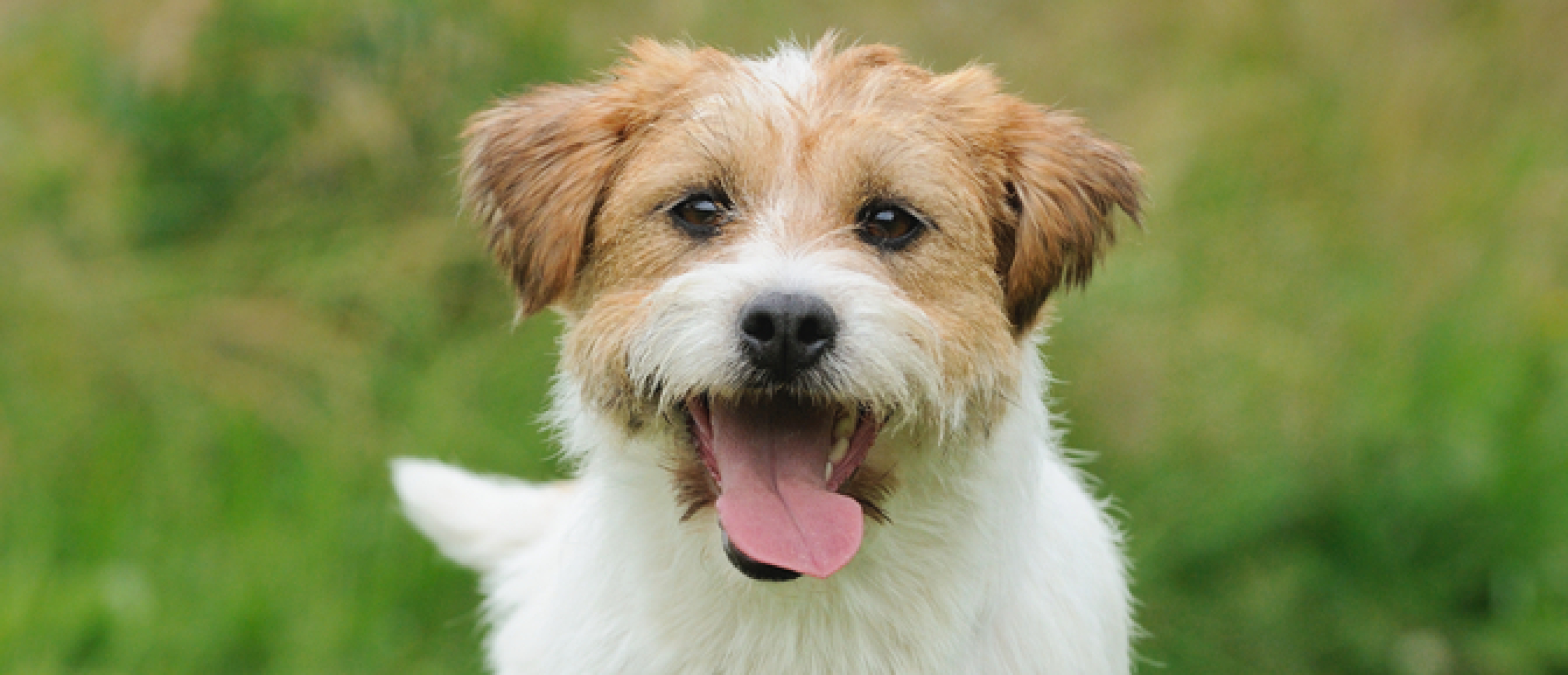 Jack Russell Terrier