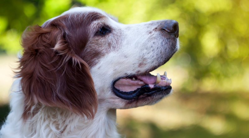 geriatrische vestibulair syndroom hond