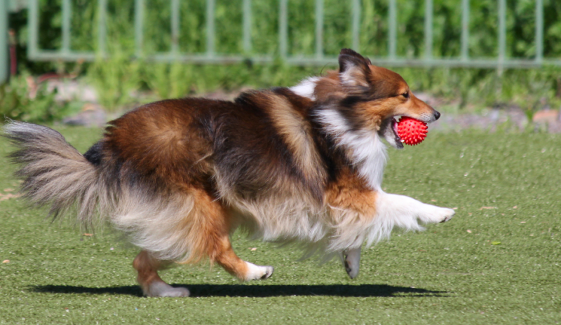 warming-up en cooling-down bij agility image
