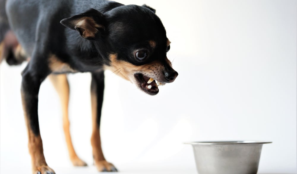 dog-bites-at-food bowl