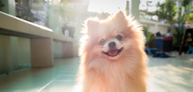 hondje optillen bij gevaar