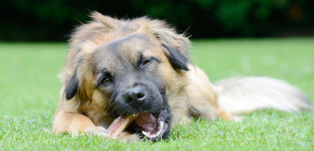 hond-leren-kluifje-afgeven