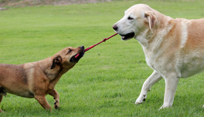 wordt hond agressief van trekspel