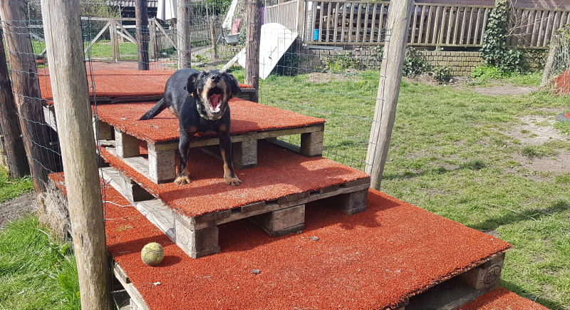 snuffeltuin voor honden