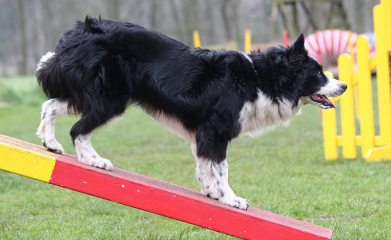 target training als basis voor agility image