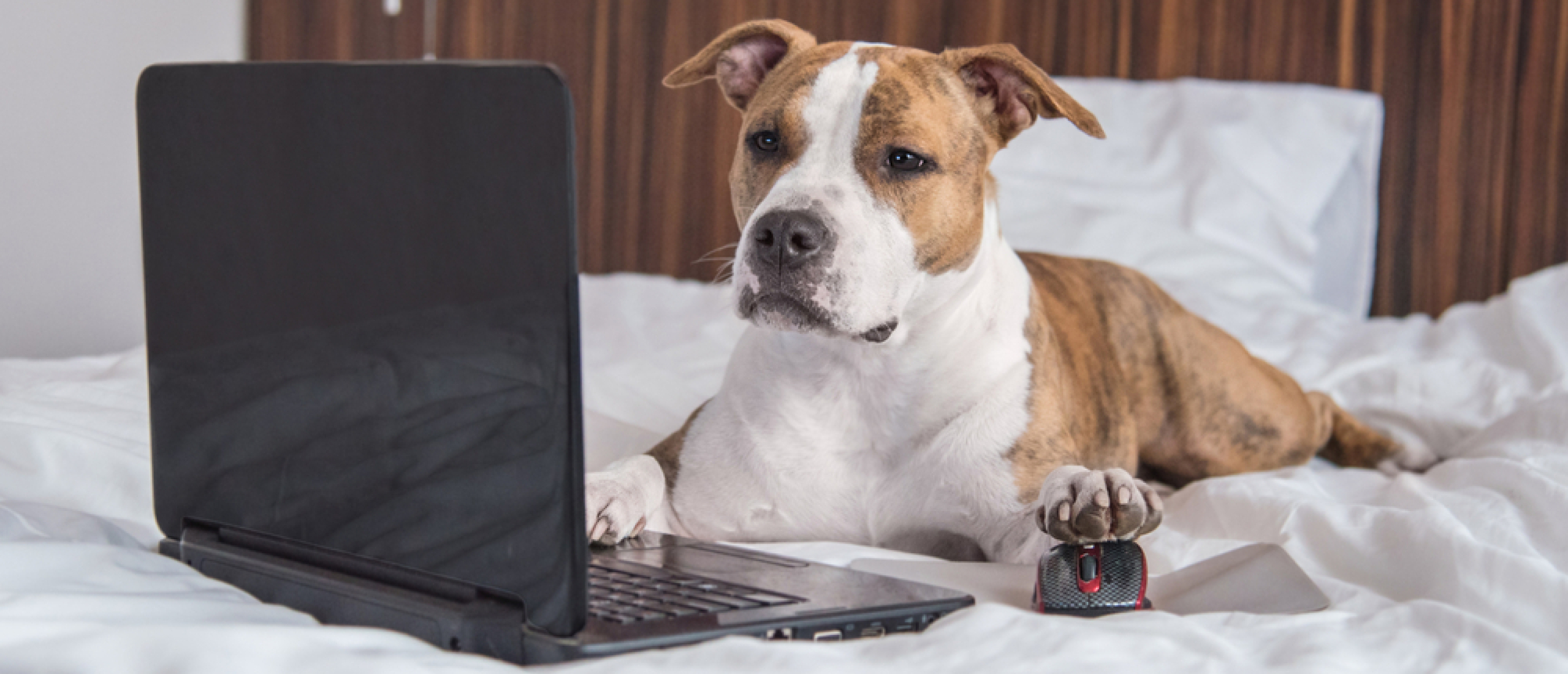 Een online cursus voor honden... dat kan toch niet?