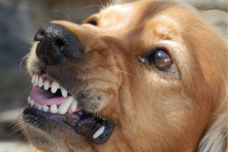 tanden zien hond