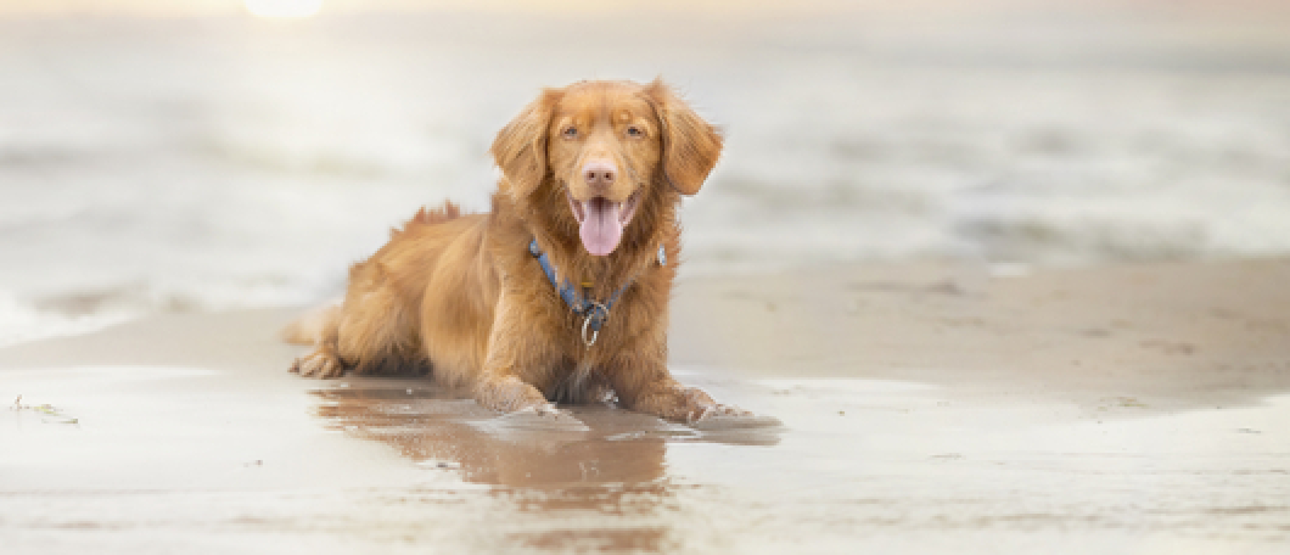 De 4 signalen en 4 oefeningen die elke hond moet kennen