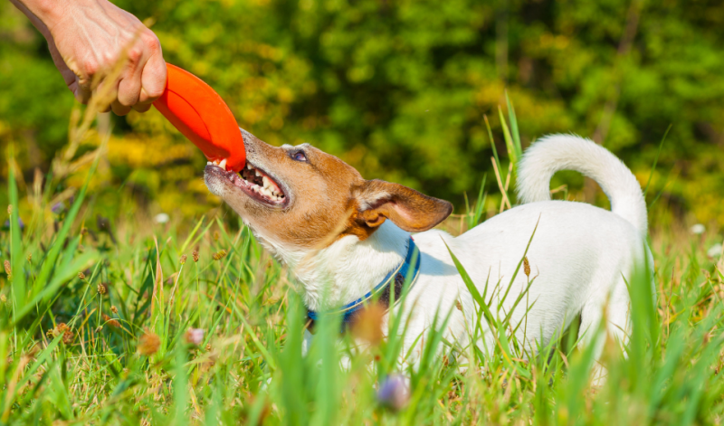 hond belonen bij agility image