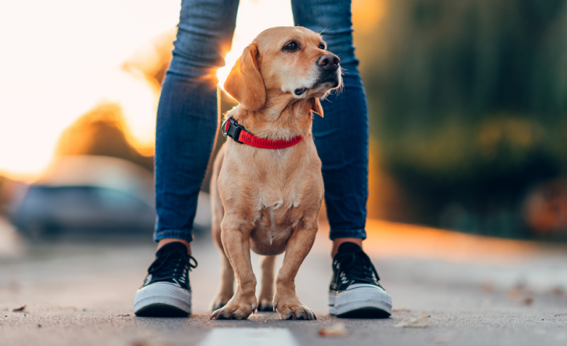 tussen als basispositie bij agility image