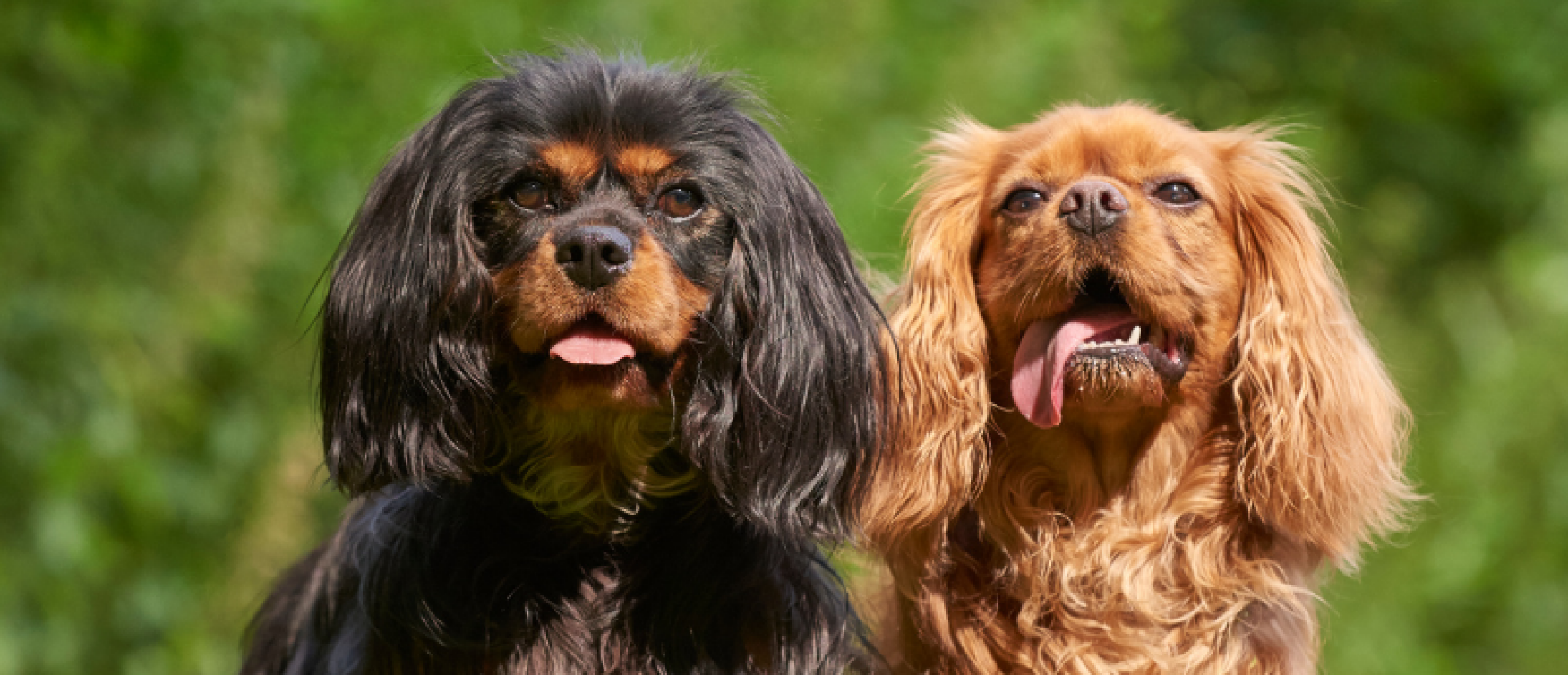 Cavalier King Charles Spaniel