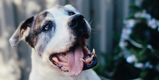 opvoeden van HR honden