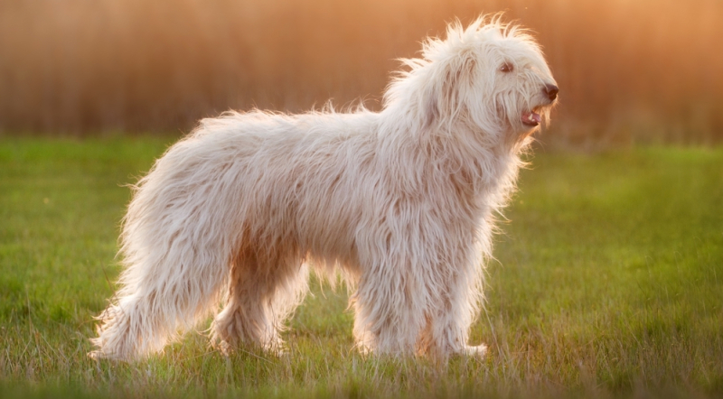 gevaar van HR honden