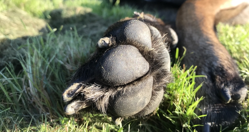 voetzolen van je hond en fietsen