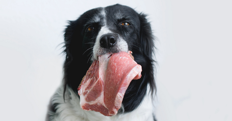 vleesvoeding hond