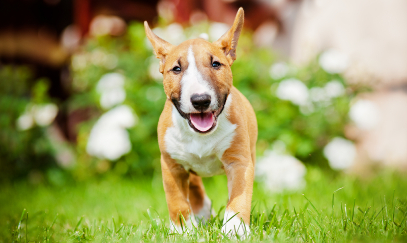 pup opvoedcursus