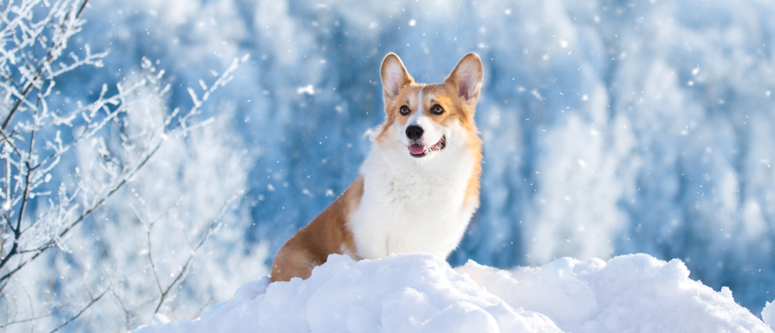 Wintertips voor je hond