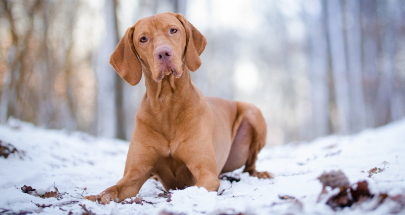 speurhonden voor vermiste hond