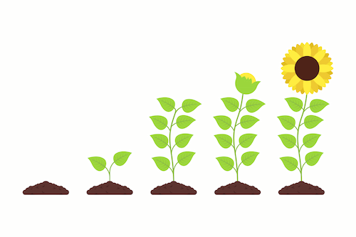 Een zonnebloem in volle bloei, symbool voor groei en het herwinnen van zelfvertrouwen na verslaving.