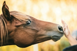 Hulp van dier naar mens en van mens naar dier