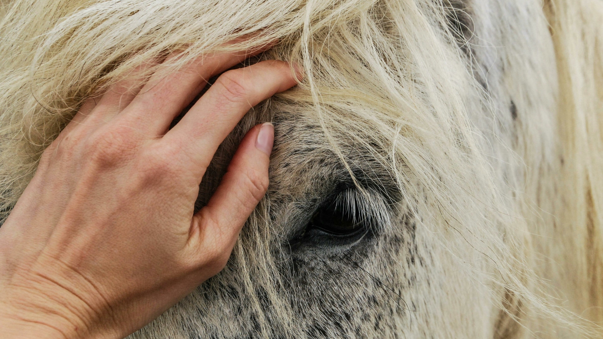 Therapie zonder woorden