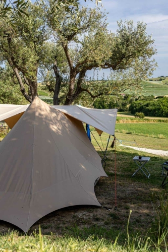 Ruime kampeerplek met tent onder een olijfboom op Vista Fermo, met weids uitzicht over de groene heuvels van Le Marche.