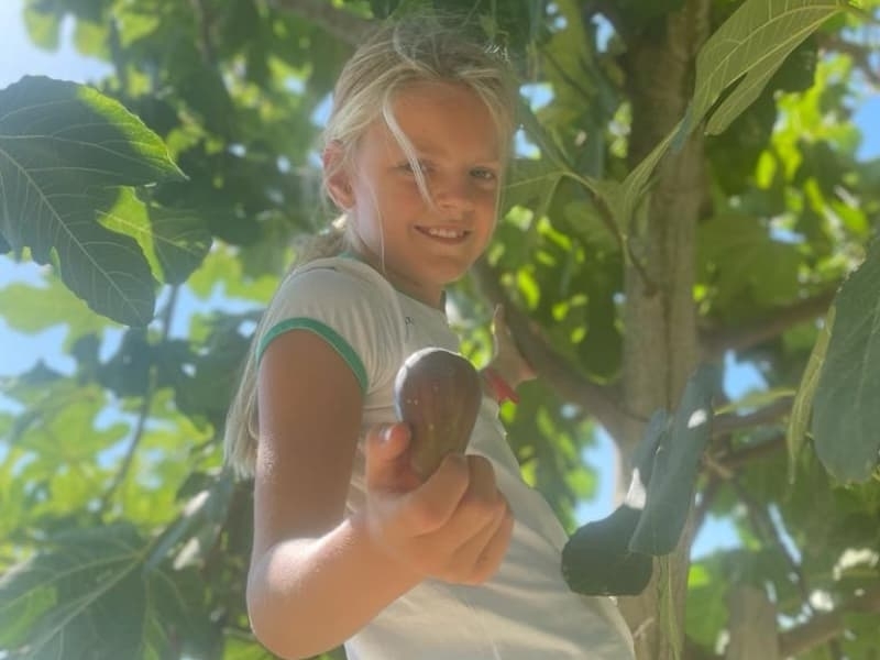 Vijgen plukken bij Camping Vista Fermo