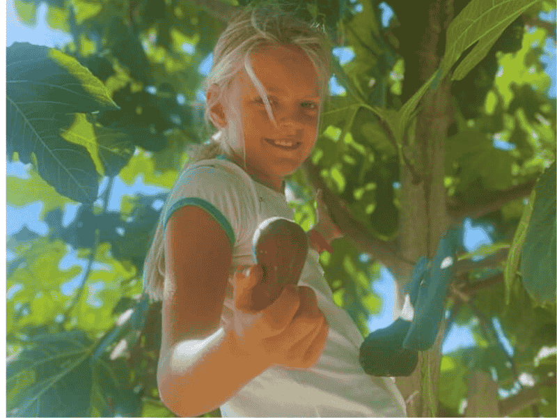 Olijven plukken camping Vista Fermo Italie